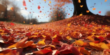 花落满深秋出自哪首歌？