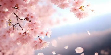 其实我也洒脱究竟是哪首歌？