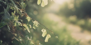 随风飘流的声音究竟出自哪首歌？