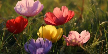 用哪首歌能表达四朵花的凋谢？