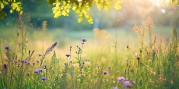 总以为夏天还很长出自哪首歌？