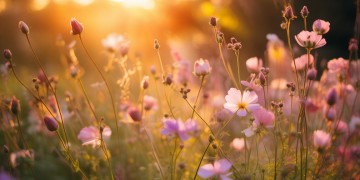花开有声中父亲唱的究竟是什么歌？