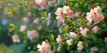 花香开满枝头究竟是哪首歌？