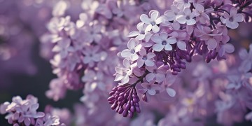 树上开满丁香花出自哪首歌？