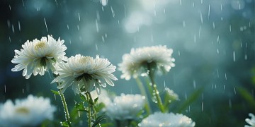 菊花只能开在雨天究竟是哪首歌？