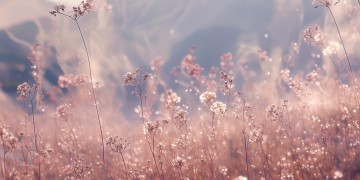 花开云烟是哪首歌？