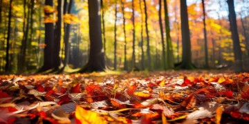 难道秋天要来了吗究竟是哪首歌？