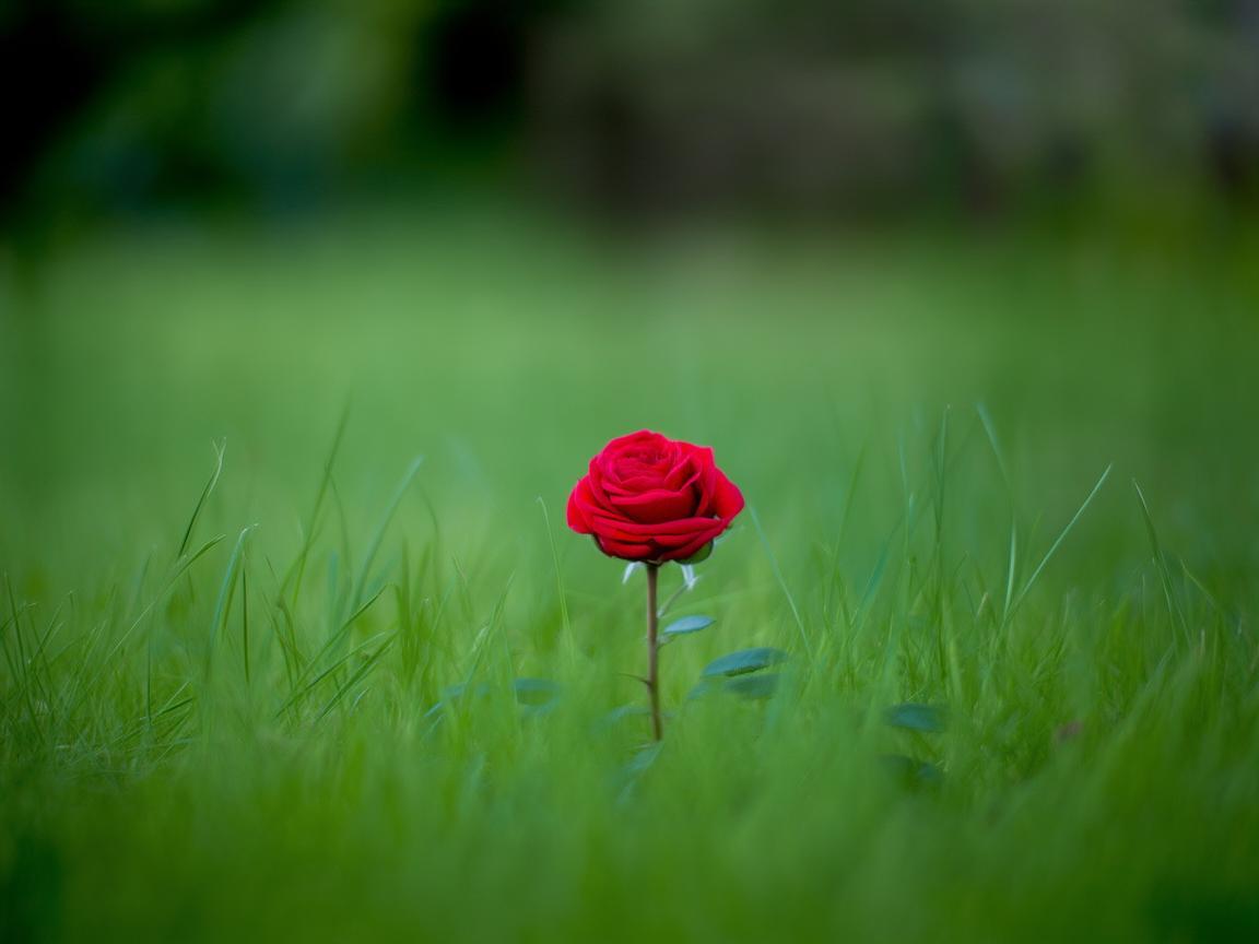 只是红颜不曾老去出自哪首歌? 只是红颜不曾老去出自哪首歌?
